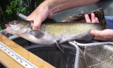 Channel catfish