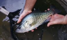 White crappie