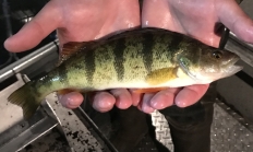 Yellow perch