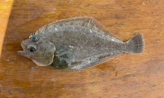 Sanddab_Pacific_Eyed Side_Luke_Ovgard_odfw