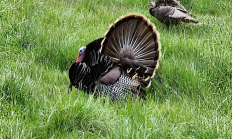 wild turkey