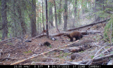 A fisher stands in the forest looking toward the camera.