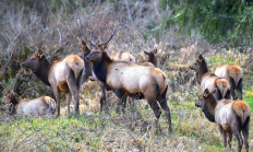 elk, herd, grazing, odfw