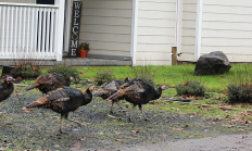 urban turkey flock