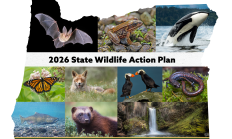 2026 State Wildlife Action Plan Graphic in Oregon outline