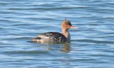 hen red-breasted merganser_odfw