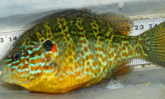 Pumpkinseed sunfish
