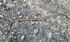 Forest Sharp-tailed Snake (Contia longicauda) russnamitz, Flickr