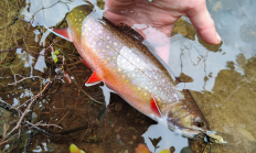 Trout, photo by Kayla Sulak 