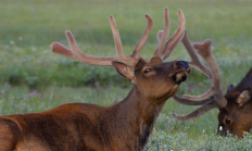 elk