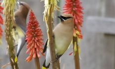 cedar_waxwings_reesman_odfw.jpg Thumbnail