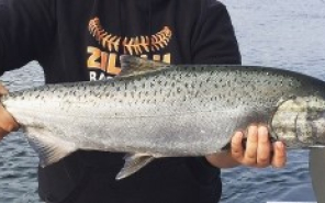 Ocean Salmon