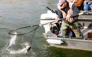 image of a boat angler netting a Chinook salmon