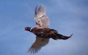 Ring-necked pheasant