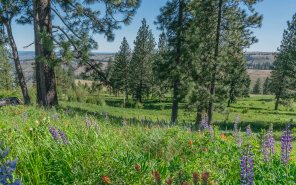 Wildflowers in bloom on Minam area uplands