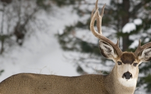 Buck deer with large rack looking straight into camera