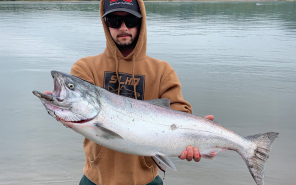 A gorgeous Spring Chinook caught plunking the Columbia River near Rainier.