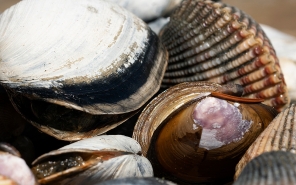 Bay clams