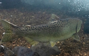 3466_chinook_under_water_pete_baki_odfw