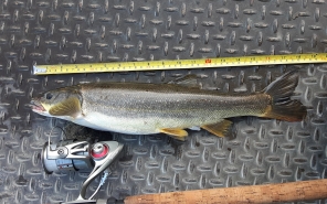 A pikeminnow lays flat on a metal background next to a measuring tape and fishing rod. 