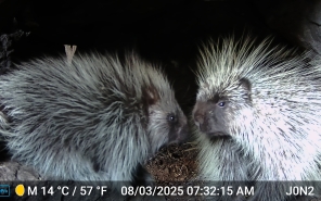 Porcupine 2025 ODFW Photo 11