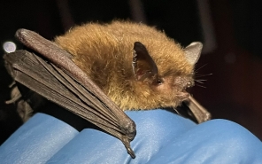 Perched Yuma myotis_hero_USGS.jpg