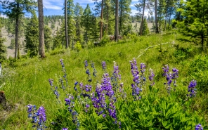 Copyright David Jensen RMEF, Purple lupines flower at Beaver Creek Qapqapa Oregon, near La Grande, 2025. 