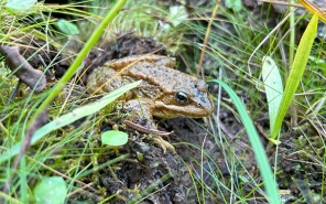 Cascade Frog_whaleback wet meadow_Sept 2024b.JPG
