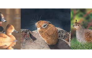 A three photo collage of the 2025 winning stamp art. 