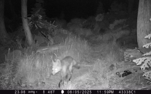 Sierra Nevada Red Fox