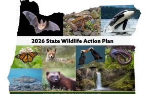 2026 State Wildlife Action Plan Graphic in Oregon outline