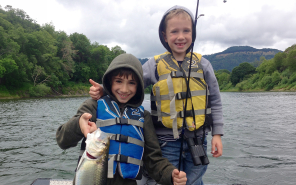 Shad_Umpqua_Cooper_Hedgecock