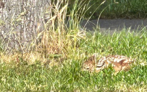 Neighbors made sure to leave this Corvallis fawn alone and the doe returned that evening_2026_hero.jpg