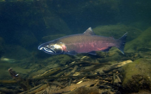 Coho salmon swimming in creek, photo by Rick Swartz