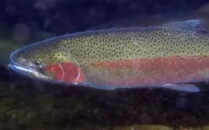 Photo of steelhead swimming, credit R. Swart