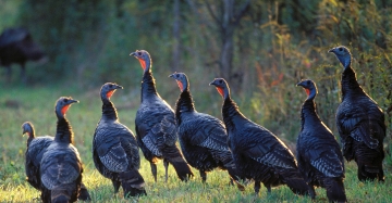 Turkey hunting techniques | Oregon Department of Fish & Wildlife