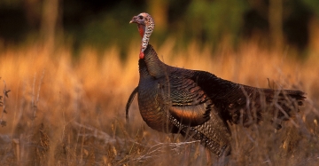 Hunting fall turkey