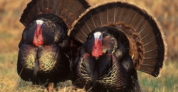 turkey noise