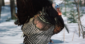 Fall Turkey Hunting | Oregon Department Of Fish & Wildlife