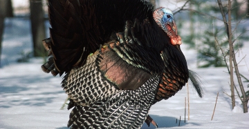 Patterning fall turkey