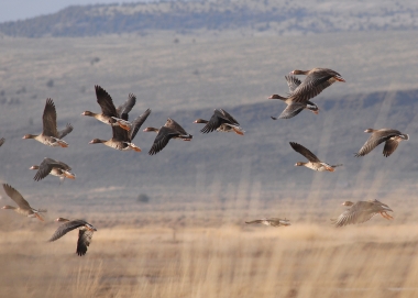 Tule White-Fronted Geese