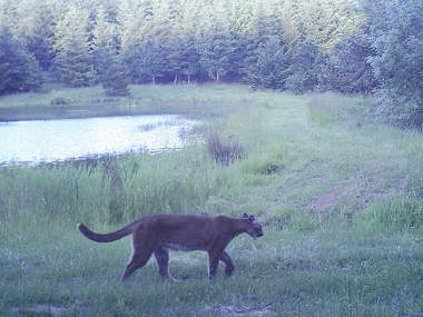 a cougar walks past a pond