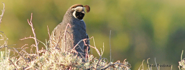 California Quail