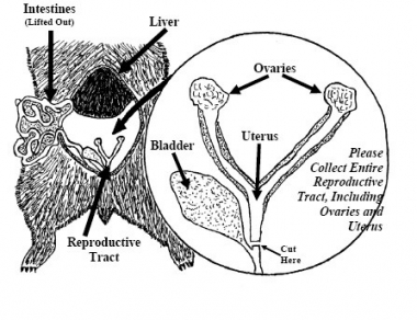 Female bear reproductive tract