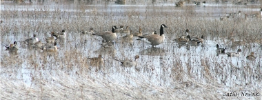 Pintail ducks and Canada geese on Ladd Marsh