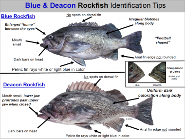 California Rockfish Identification Chart