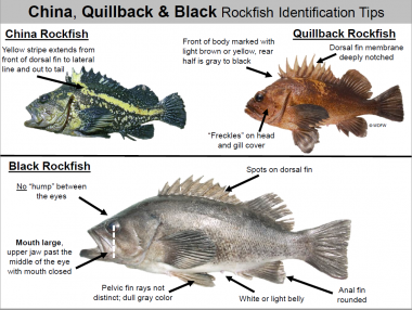 California Rockfish Identification Chart