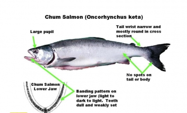Chum Salmon ID