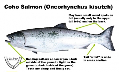 Coho Salmon ID