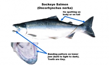 Sockeye Salmon ID